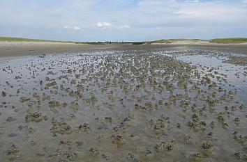 Watt in Sankt Peter-Ording