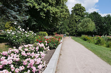 Weg und Rosenbeet in Uetersen