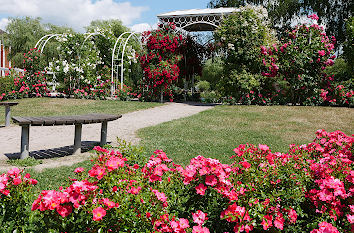 Rosen im Rosarium Uetersen