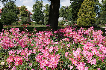 Wildrosen im Rosarium Uetersen