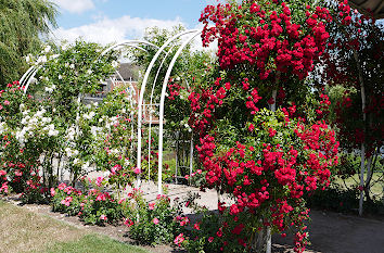 Pergola im Rosarium Uetersen