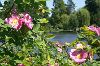 Rosarium Uetersen