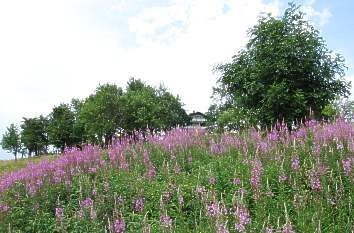 Dolmar mit blühender Sommerwiese