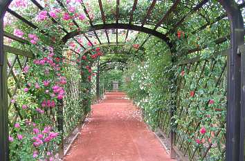 Rosenspaliere im Barockgarten Dornburg