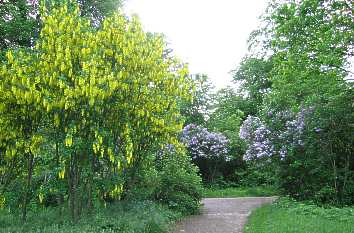 Schlosspark Ettersburg