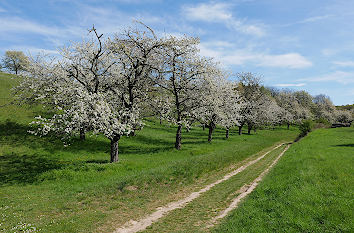 Streuobstwiesen bei Braunsroda