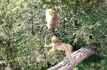 Berberaffen im Tierpark Gera