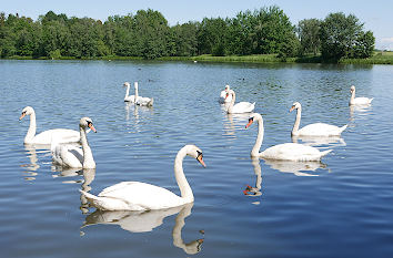 Schwäne auf dem Alten Teich