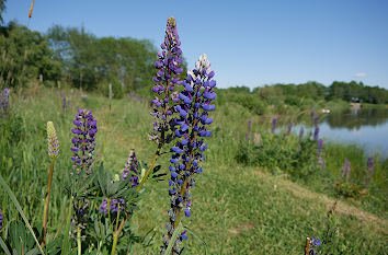 Lupinen am 1000-Teiche-Rundweg