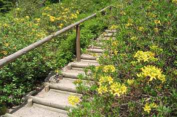 Weg zum Rhododendronpark