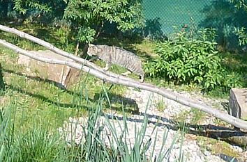 Wildkatze im Wildkatzendorf Hütscheroda