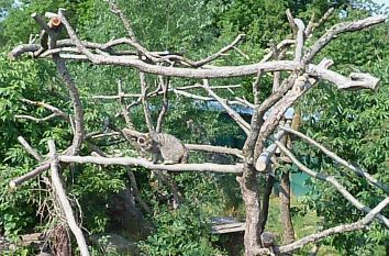 Wildkatze auf Kletterbaum in Hütscheroda im Hainich