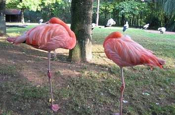 Flamingos im Thüringer Zoopark