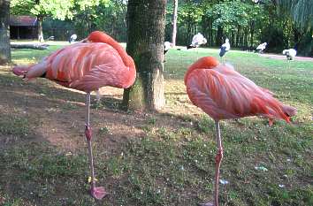 Flamingos im Thüringer Zoopark