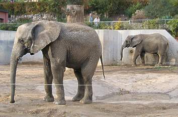 Elefanten im Thüringer Zoopark