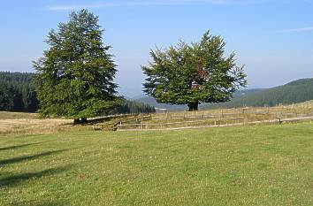 Neuhöfer Wiesen am Rennsteig