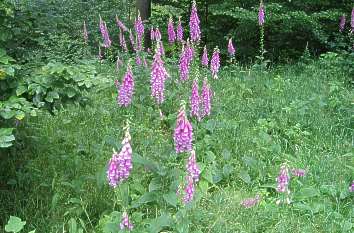 Digitalis