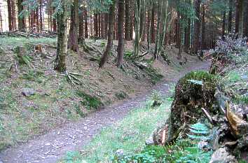 Rennsteig als Hohlweg