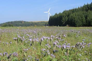 Rennsteig bei Steinbach