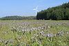 Schönwappenweg bei Steinbach am Wald