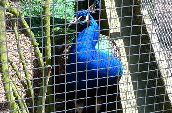 Pfau im Inselzoo Altenburg