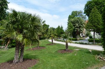 Palmen im Kurpark Bad Langensalza