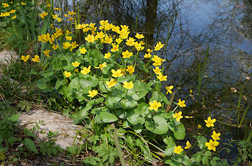 Sumpfdotterblume Botanischer Garten Jena