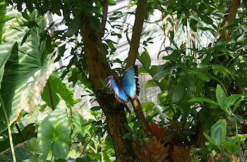 Tropischer Schmetterling Botanischer Garten Jena
