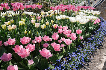 Tulpen Botanischer Garten Jena