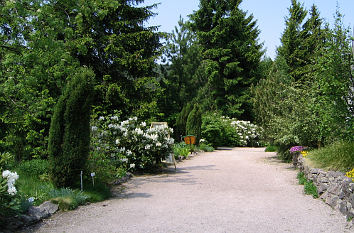 Blühender Weg im Rennsteiggarten