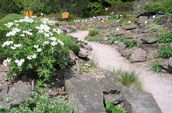 Frühlingsanemonen im Rennsteiggarten