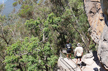 Giant Starways Blue Mountains Australien