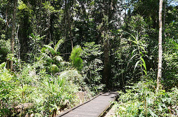 Tropischer Regenwald bei Cairns