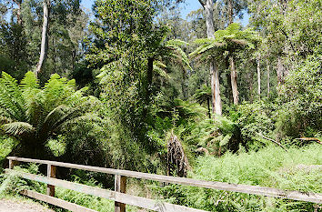 Regenwald mit Baumfarnen in Australien