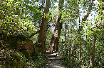 Wanderweg in den Blue Mountains bei Sydney