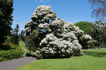 Royal Botanical Gardens in Melbourne