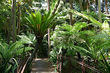 Baumfarne im Royal Botanical Gardens in Melbourne
