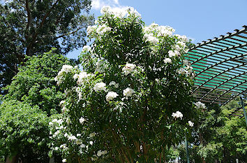 Tropischer Baum im botanischen Garten in Brisbane