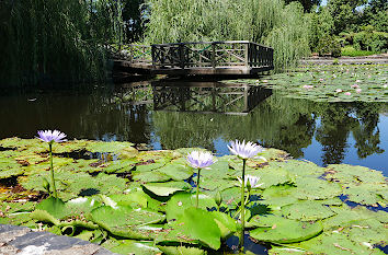 Mt Coot-tha Botanical Gardens Brisbane