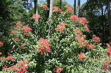 Mt Coot-tha Botanical Gardens Brisbane