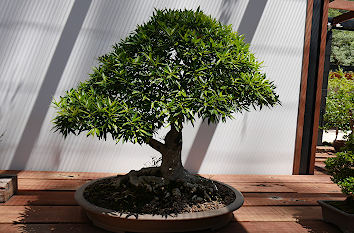 Bonsai im Mt Coot-tha Botanical Gardens Brisbane