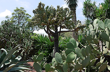 Brunnen im botanischen Garten Sydney