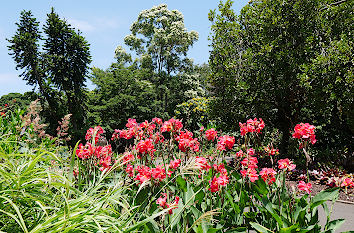 Blühender botanischer Garten in Sydney