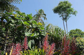Tropische Blumen im botanischen Garten in Sydney