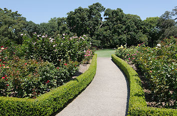 Rosengarten im botanischen Garten Sydney