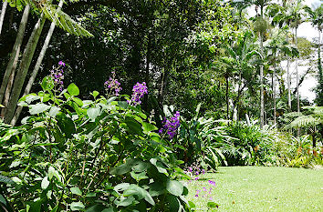 Botanischer Garten Cairns