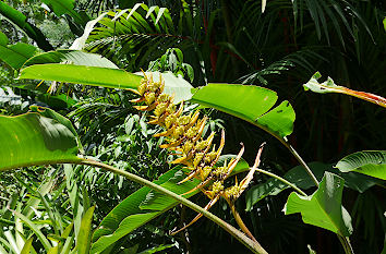 Botanischer Garten Cairns