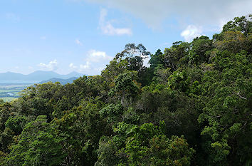 Tropischer Regenwald bei Kuranda
