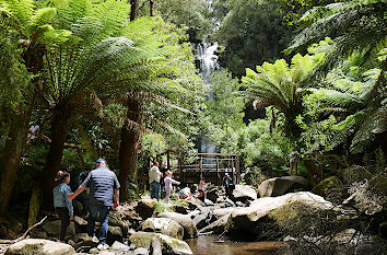 Fluss mit Wasserfall und Baumfarnen in Australien