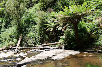 Fluss und Regenwald Great Ocean Road Australien